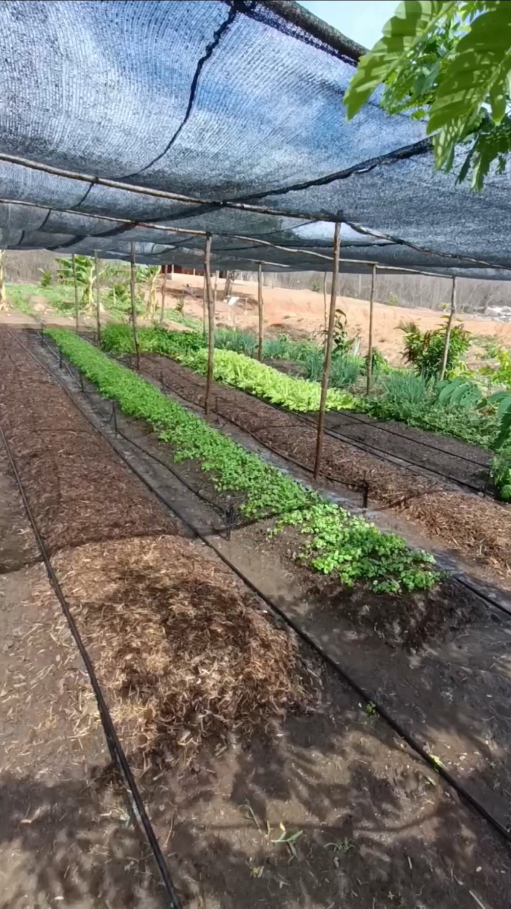 Nossa Horta no Sítio Tá só o Ouro #caipira #vidanaroça #agricultura #vivendonocampo